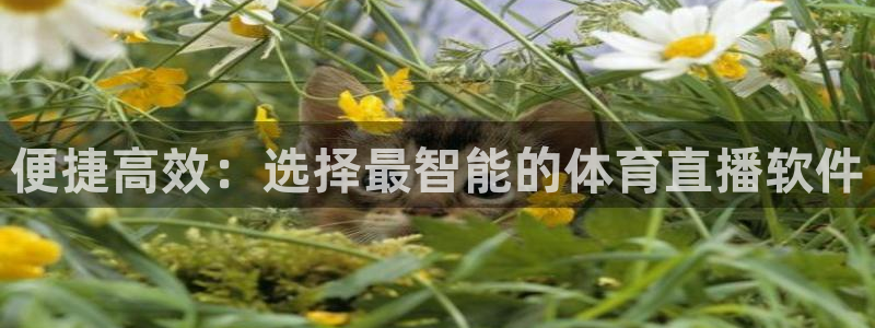 便捷高效：选择最智能的体育直播软件