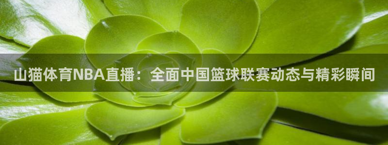 山猫体育NBA直播：全面中国篮球联赛动态与精彩瞬间
