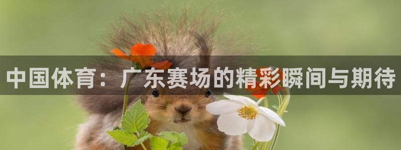 中国体育：广东赛场的精彩瞬间与期待