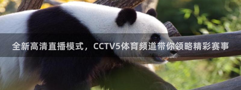 全新高清直播模式，CCTV5体育频道带你领略精彩赛事